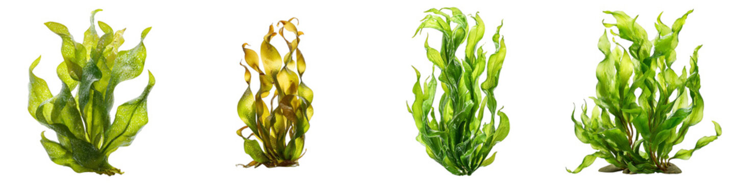 Colorful aquatic plants collection realistic seaweed on transparent background