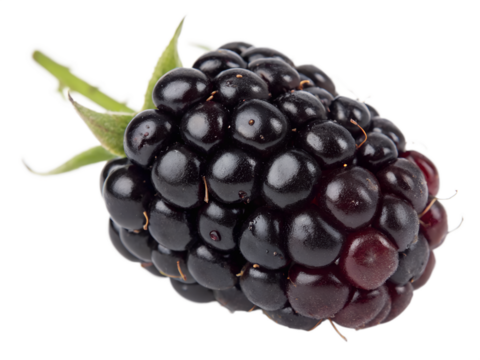 Minimalist Blackberry Icon Isolated on Transparent Background for Logo Design
