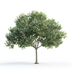 Obraz premium tree isolated nature green leaf white plant branch environment forest summer grass wood single leaves with png white background isolated