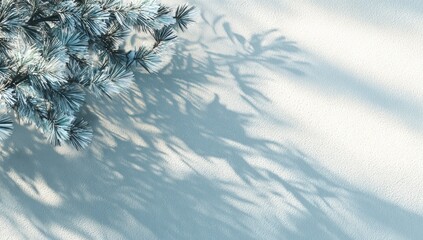 Frosty pine branch casts elongated shadows on a light textured background, creating a minimalist winter scene