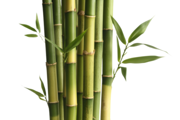 Close-up of vibrant green bamboo stalks and leaves against a transparent background. background removed