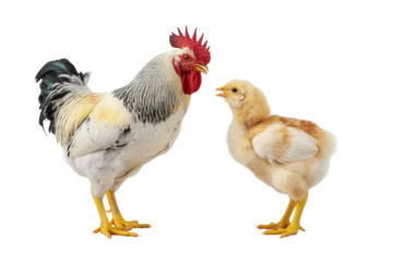 A rooster and a chick stand facing each other against a transparent background. background removed