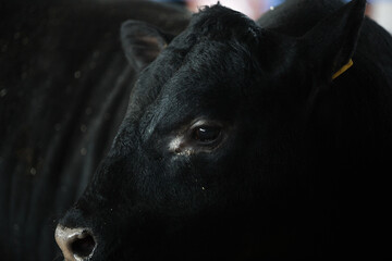 portrait of a black cow