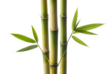 Three vibrant green bamboo stalks with lush leaves against a transparent background. background removed