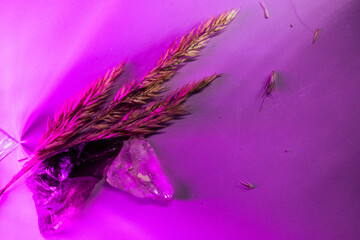 Raw amethyst and clear quartz crystals arranged with dried wheat on a purple surface, evoking...