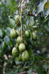 Close-up of Spondias dulcis, also known as golden apple or ambarella, growing on a tropical fruit tree in Martinique