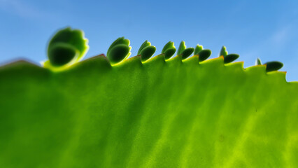 .ow angle close-up of a succulent plant leaf with new tiny plantlets growing on its edge, against a...