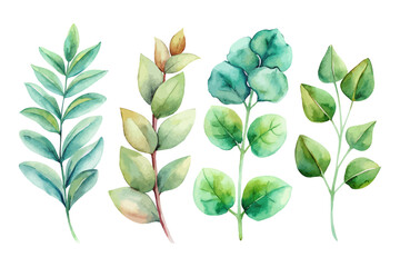 Watercolor eucalyptus leaves and greenery sets