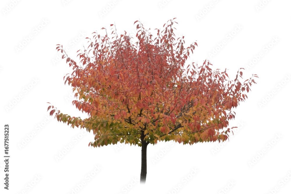 Poster autumnal tree with red and yellow leaves, isolated on a transparent background, perfect for design p