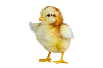 Obraz premium Adorable fluffy yellow chick with brown markings, isolated on a transparent background. background removed