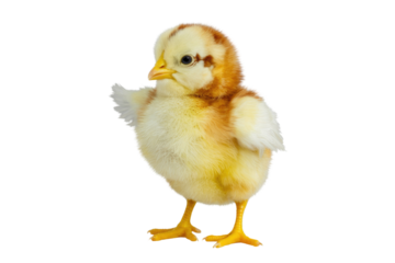 Adorable fluffy yellow chick with brown markings, isolated on a transparent background. background removed