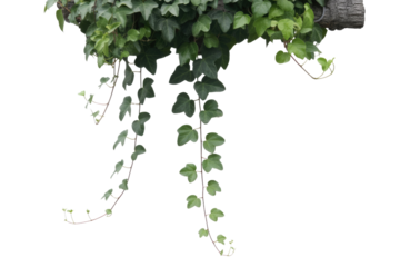 Transparent PNG image of ivy plant with vines hanging down, isolated on transparent background. background removed