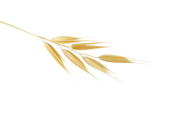 A single branch of ripe oats isolated on a transparent background. background removed