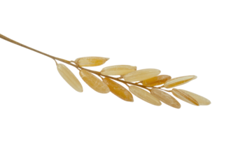 A single branch of rice grains, isolated on a transparent background, showcasing its golden hue and intricate detail. background removed