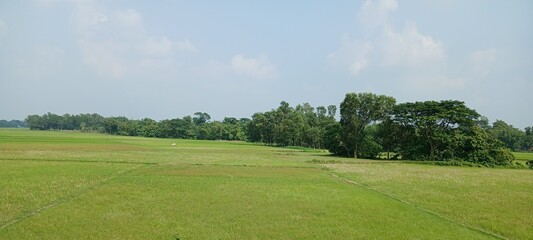 landscape with green grass and blue sky