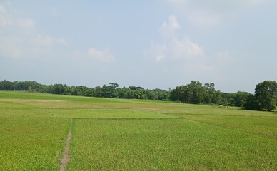 Fototapeta premium landscape with green grass and blue sky
