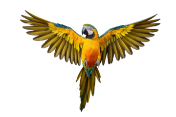 A vibrant yellow and blue macaw with wings outstretched against a transparent background. background removed