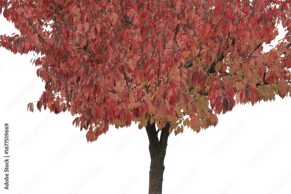 Poster a small tree with red and orange autumn leaves isolated on a transparent background. background remo