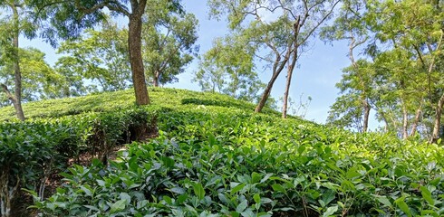 green grass and blue sky background