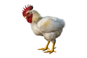A white rooster with a red comb stands against a transparent background, showcasing its detailed plumage and yellow legs. background removed