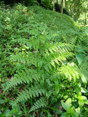 green fern in the forest