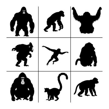 Silhouettes of various primates including gorillas monkeys and lemurs arranged in a nine panel grid format