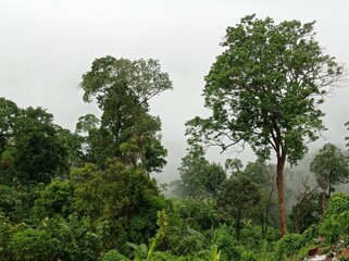 green tree in the forest