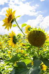 Blooming sunflower against blue sky. Bright sunny day