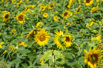 Field of blooming sunflowers. Bright sunny day
