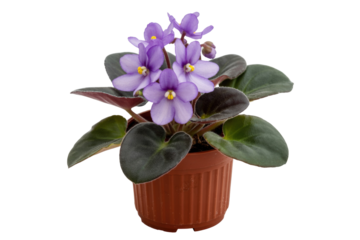A potted African violet plant with light purple flowers and dark green leaves, isolated on a transparent background. background removed