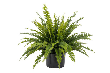 A lush, green fern plant in a black pot, isolated on a transparent background. background removed © darshika