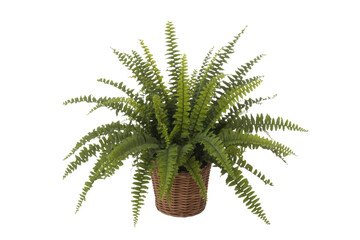 A lush green fern plant in a brown wicker pot, isolated on a transparent background. background...