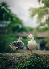 Group of domestic geese near pond in natural green village environment, farm animals, rural lifestyle, organic farming, countryside wildlife background. Duck in village background with green nature.