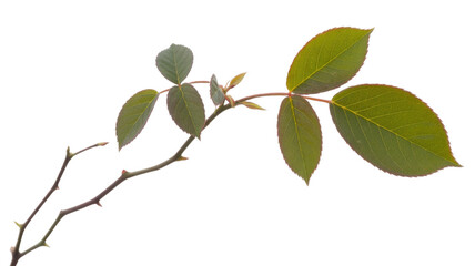 A rose branch with thorns and young leaves on a transparent background. background removed