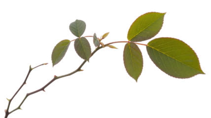 A rose branch with thorns and young leaves on a transparent background. background removed