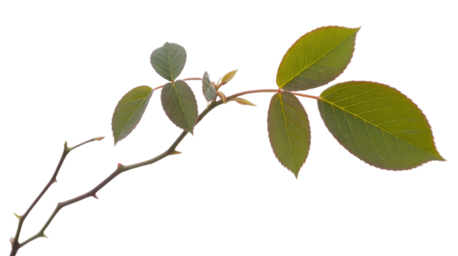 A rose branch with thorns and young leaves on a transparent background. background removed