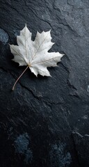 A single, bleached-white maple leaf rests on a dark, textured slate surface.  The leaf's delicate veins are visible against the contrasting backdrop