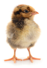 Cute fluffy chick isolated on white background