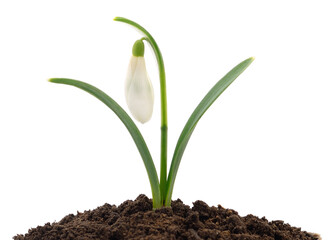 Snowdrop flower growing from soil isolated on white background