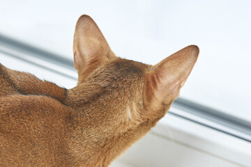 Brown cat looking out window with focused expression in bright natural light from behind.