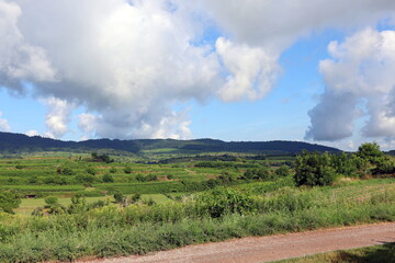 Sommerlandschaft bei Eichstetten am Kaiserstuhlt