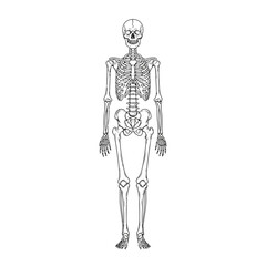 Human skeleton illustration