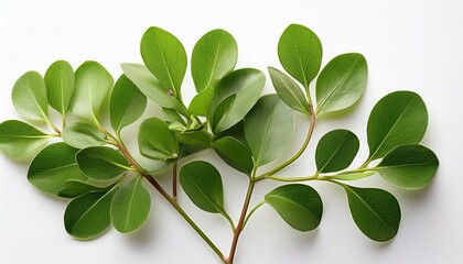 bacopa stem and leaves are artfully cut out and presented against a clean bright white backdrop the plants structure and texture are emphasized