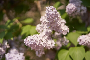 Close up of blooming light purple lilac flowers with green leaves in a sunlit garden.