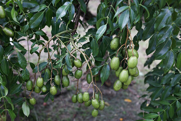 Multiple Clusters of Green Golden Apples (Spondias Dulcis) Hanging from a Tree in Martinique