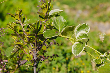 Close-up of green variegated leaves with white edges on a garden plant branch in bright natural sunlight