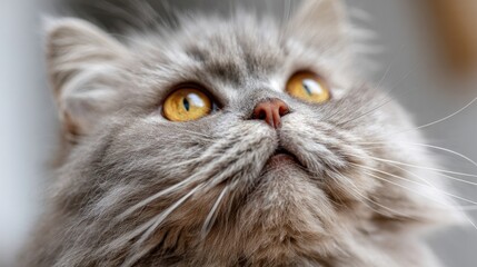 Majestic Gaze of a Persian Cat: A close-up portrait showcases the serene beauty of a fluffy Persian cat, its expressive eyes gazing upwards with a hint of curiosity.