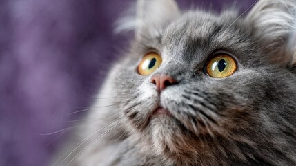 Mystic Gaze: A close-up of a fluffy gray cat, with striking golden eyes.