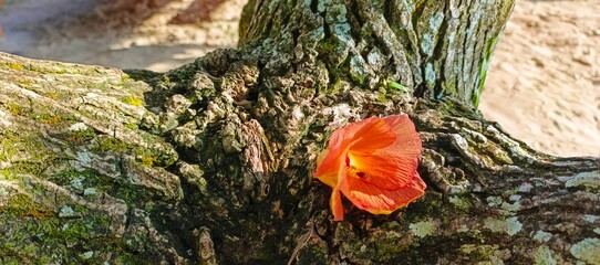 Orange Blossom's Delicate Beauty Amidst a Textured Tree Trunk, Nature's Contrast