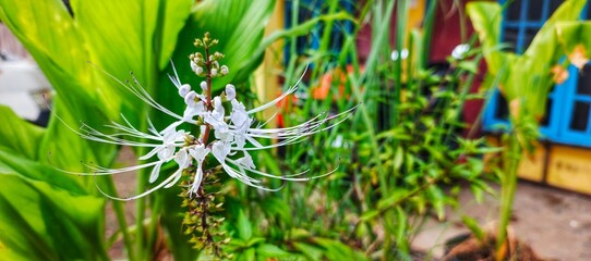 Close-up of a delicate white Cat's Whiskers flower, Orthosiphon aristatus, blooming beautifully in a vibrant green garden setting